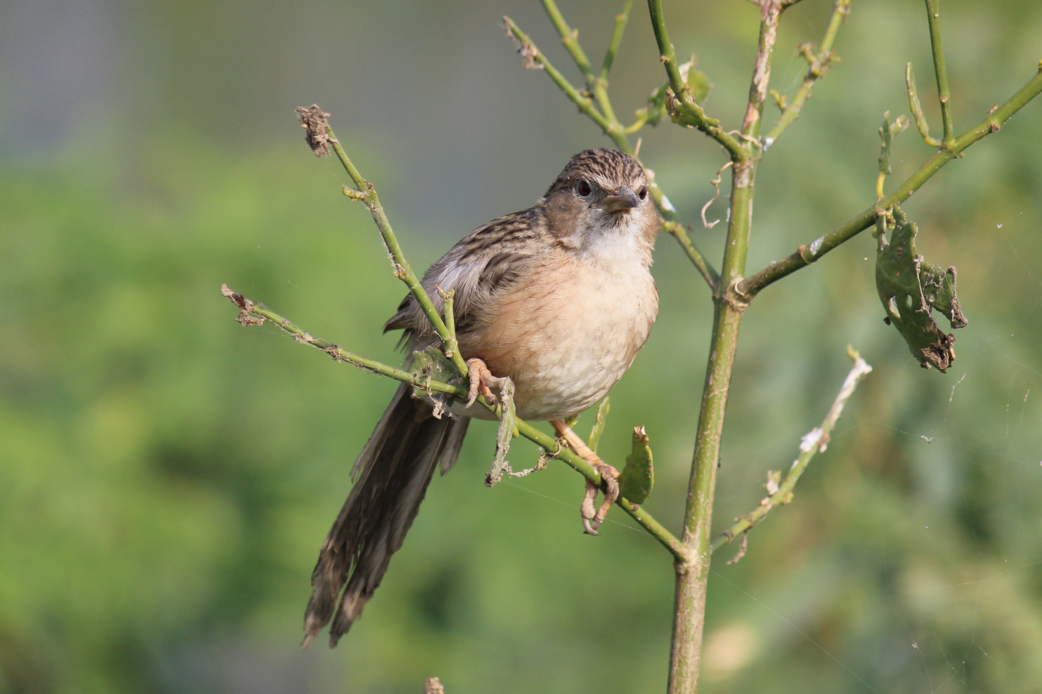 Common Babbler