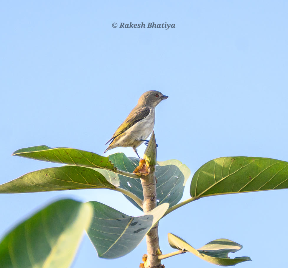 Thick-billed Flowerpecker