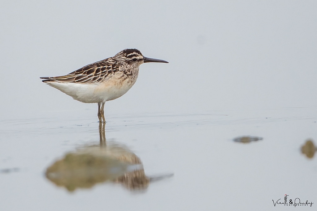 Broad-billed Sandpiper