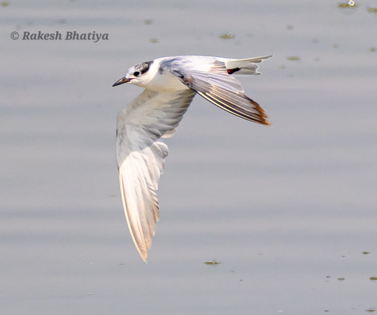 Whiskered Tern