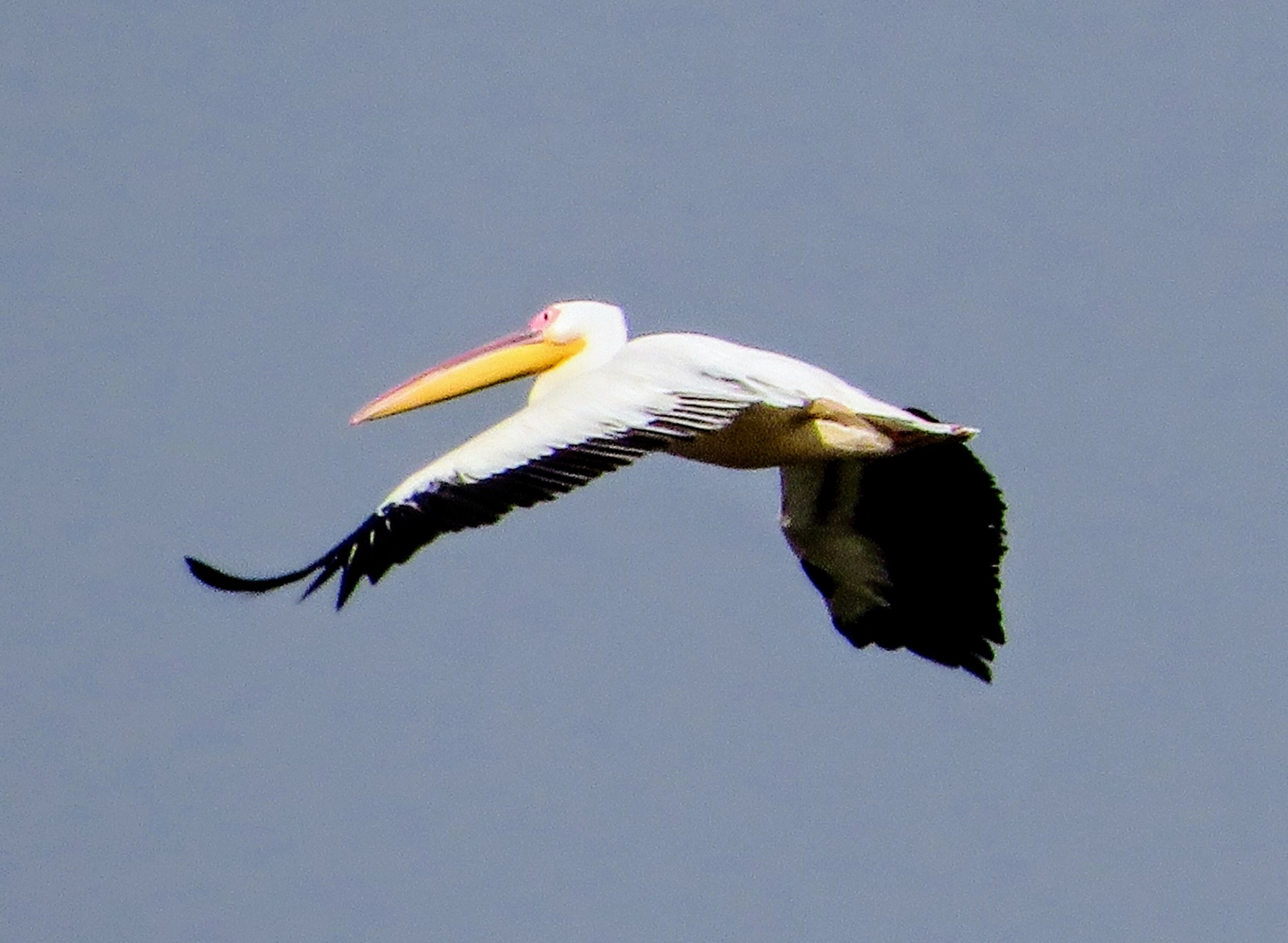 Great White Pelican
