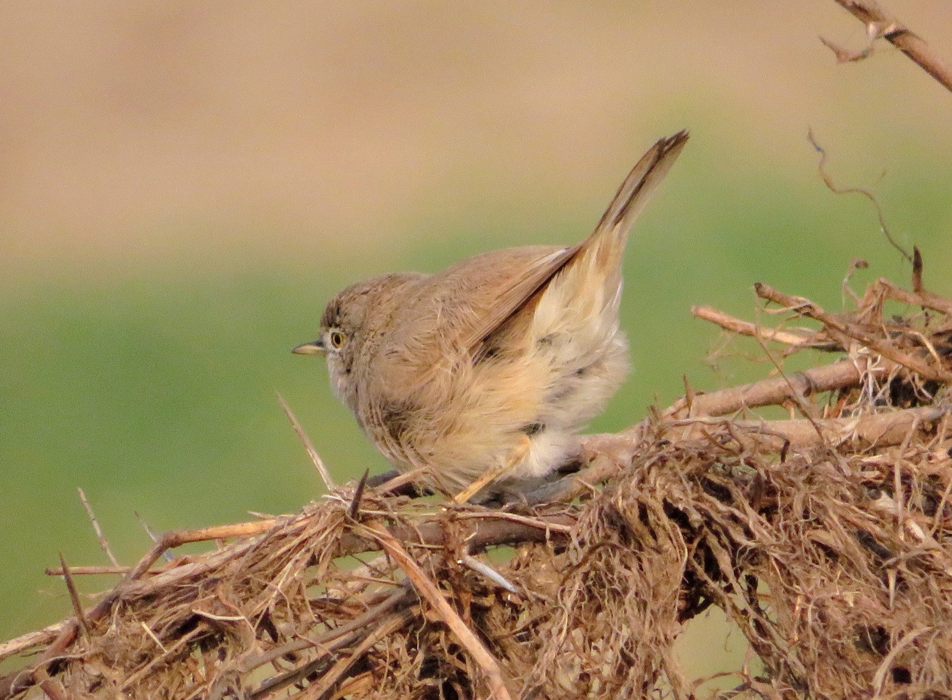 Asian Desert Warbler