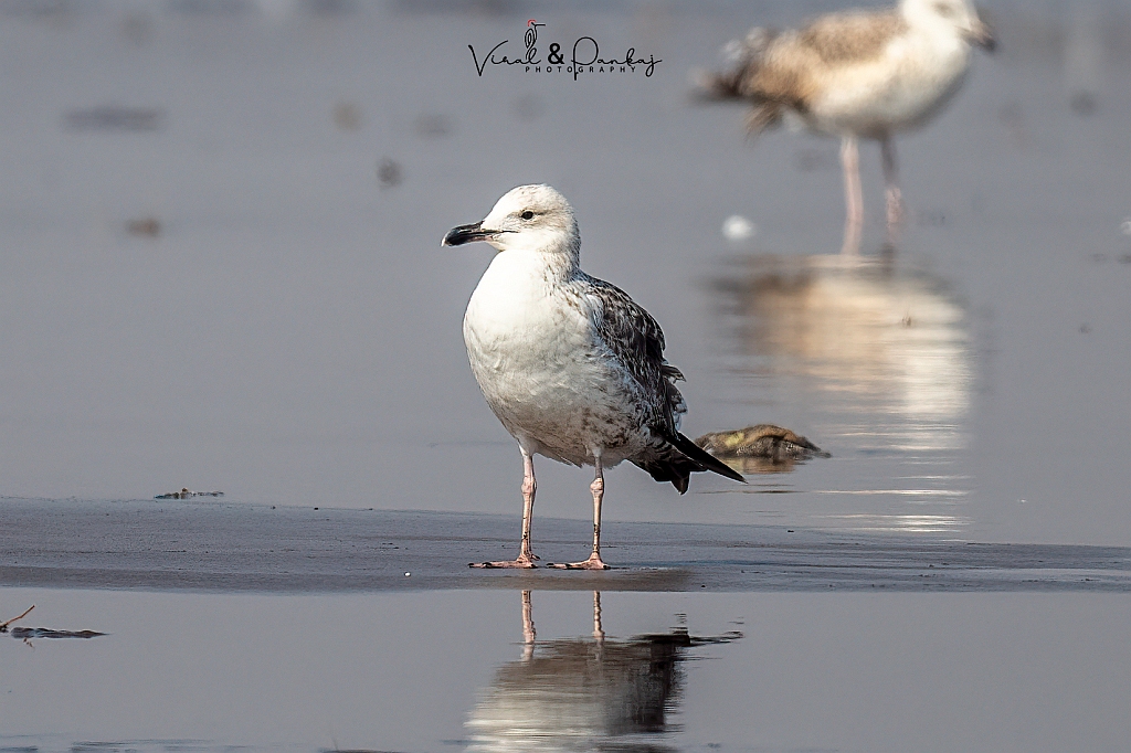 Heuglin's Gull 