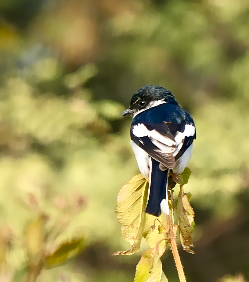 White-bellied Minivet