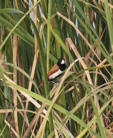 Black-headed Munia