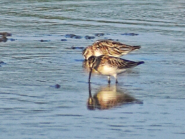 Broad-billed Sandpiper