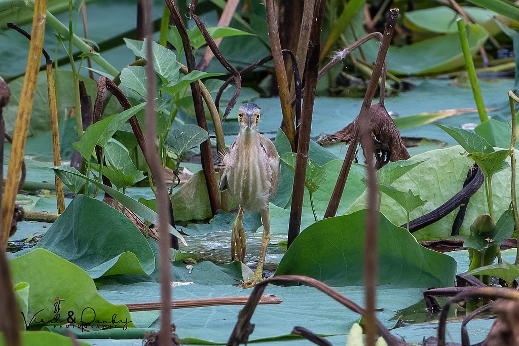 Yellow Bittern