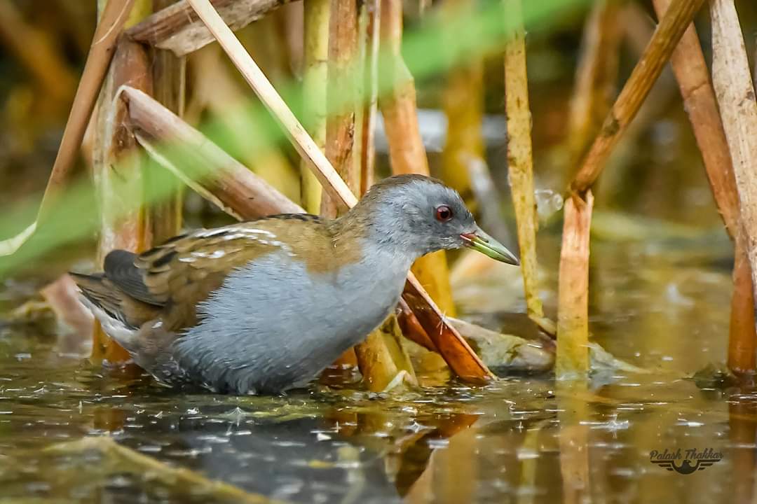 Little Crake 