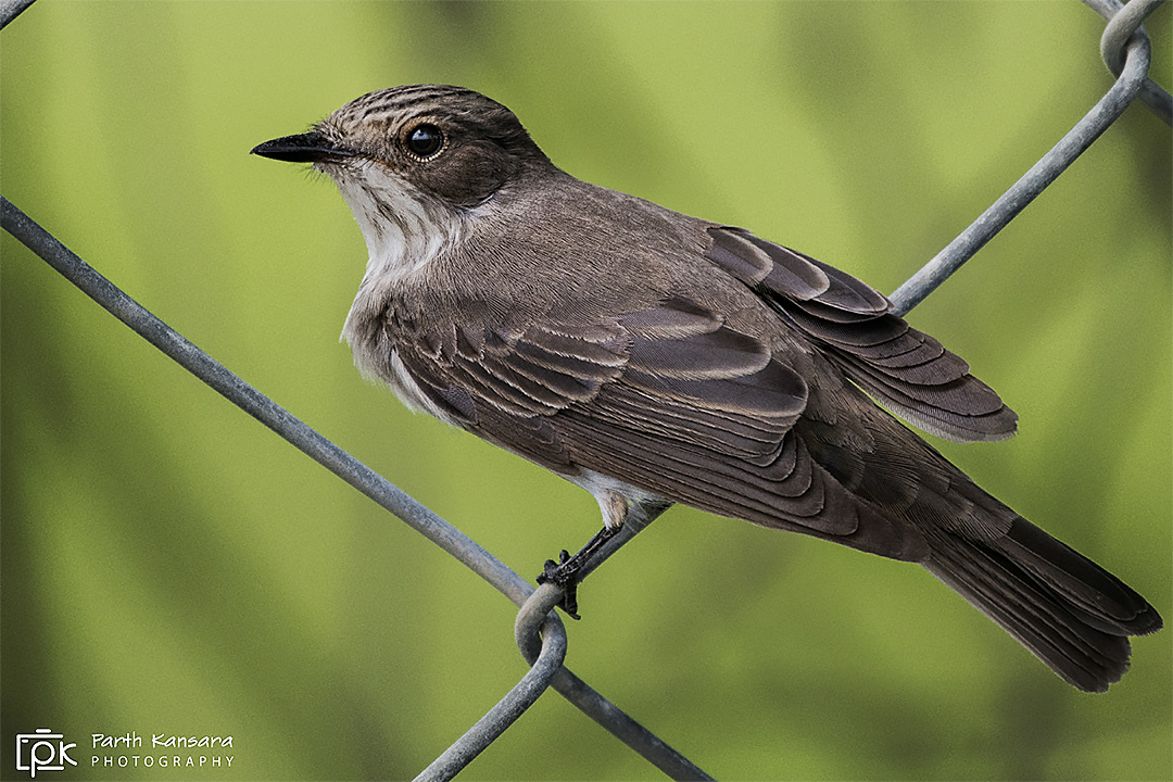 Spotted Flycatcher
