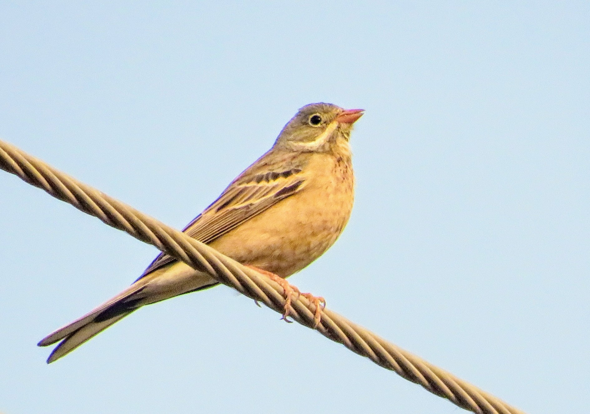 Grey Necked Bunting