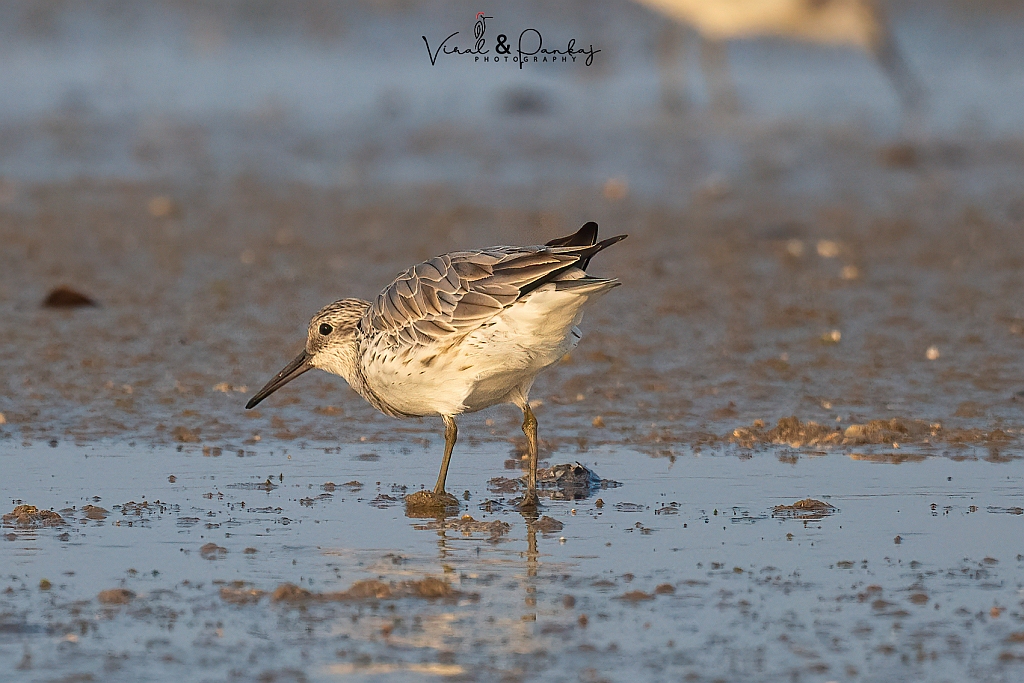 Great Knot 