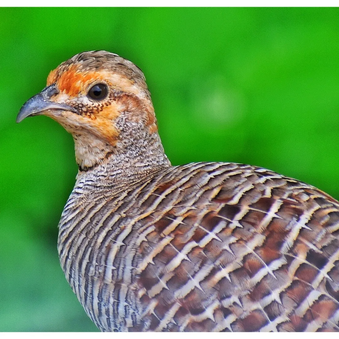 Grey Francolin