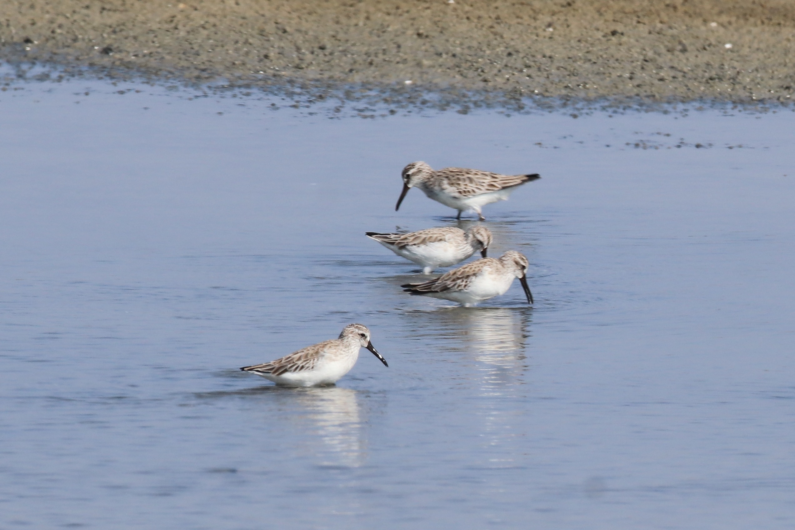 Broad-billed Sandpiper