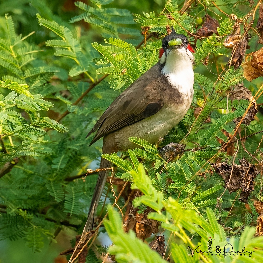 Red-whiskered Bulbul