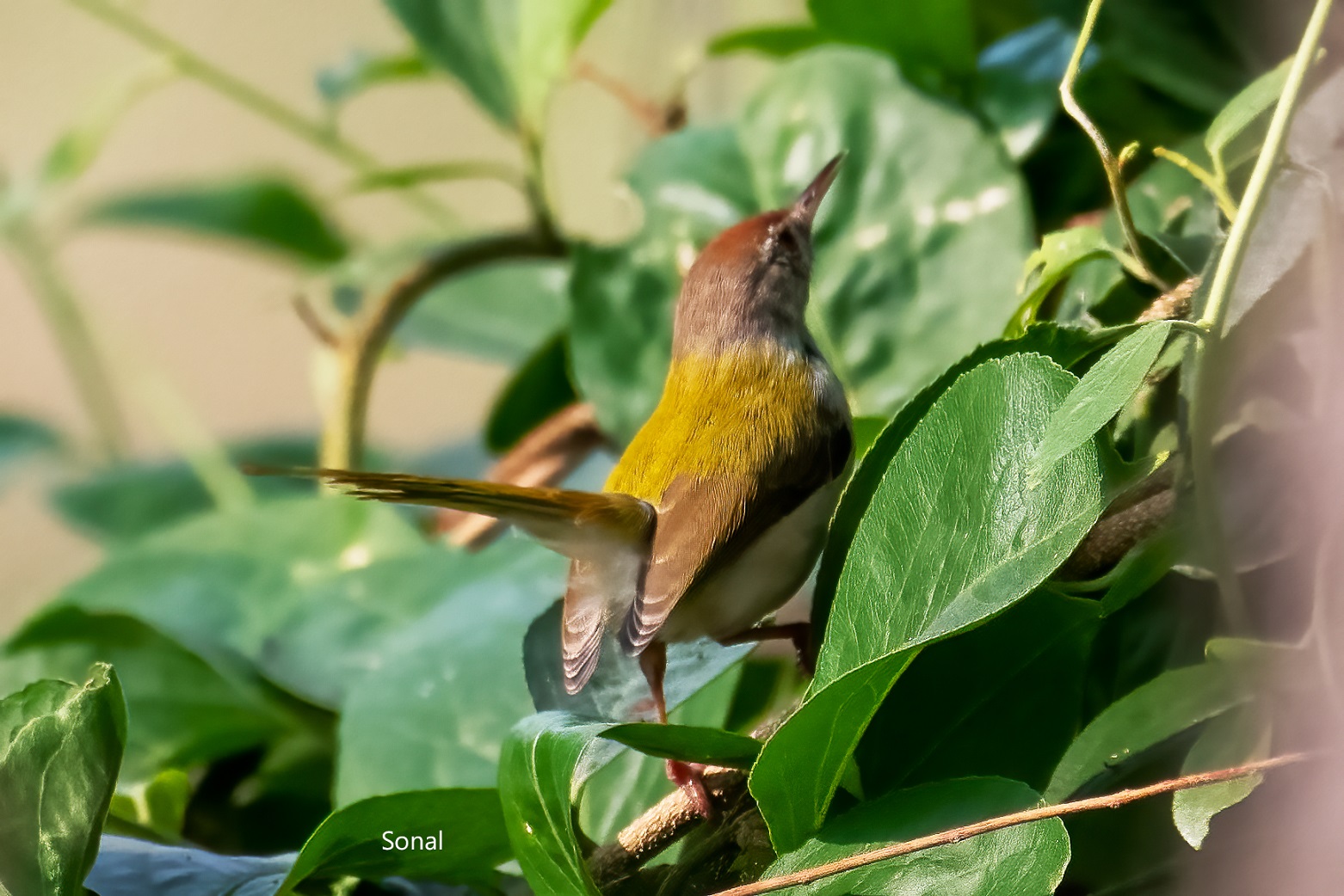 Common Tailorbird