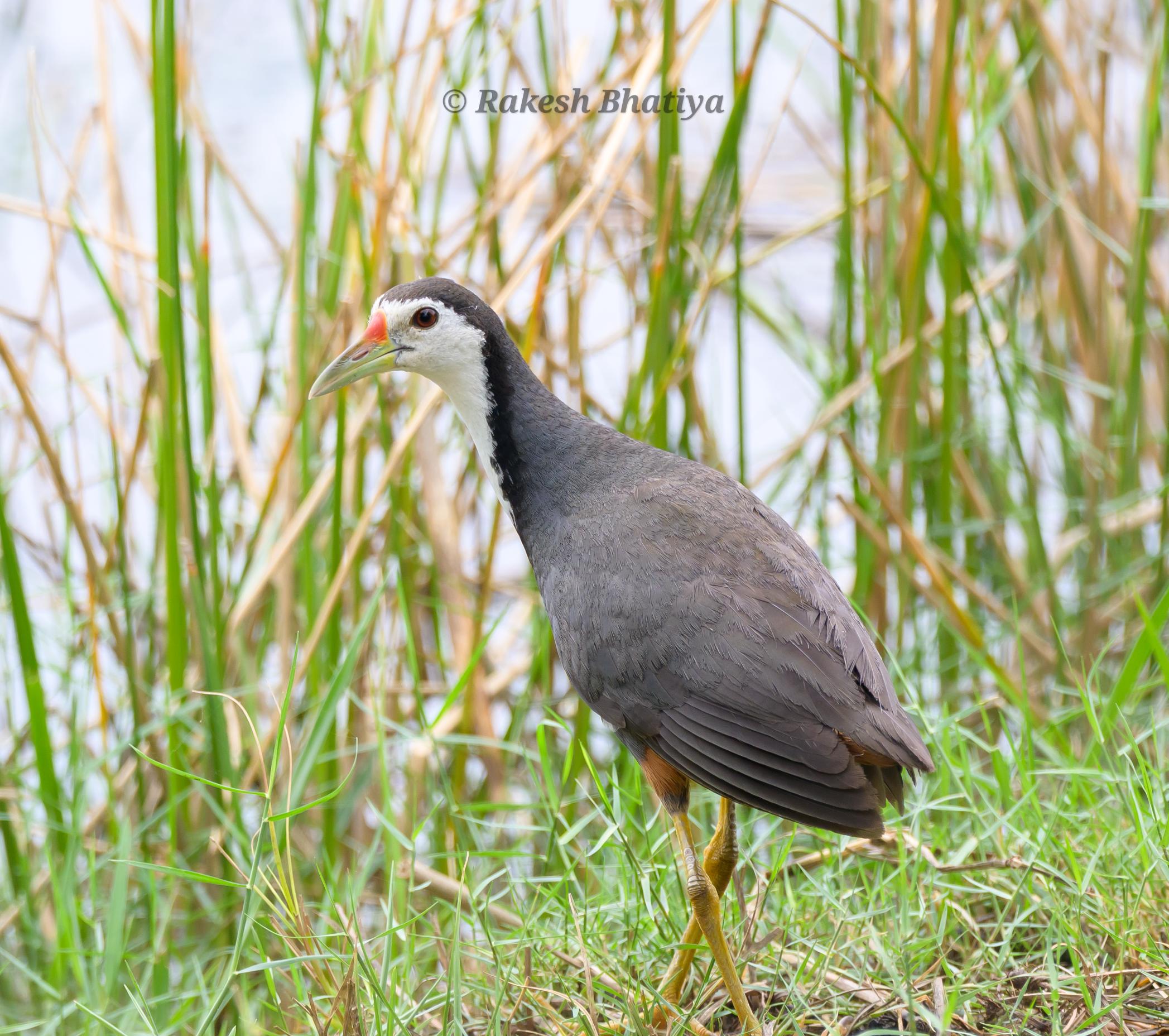 White-breasted Waterhen