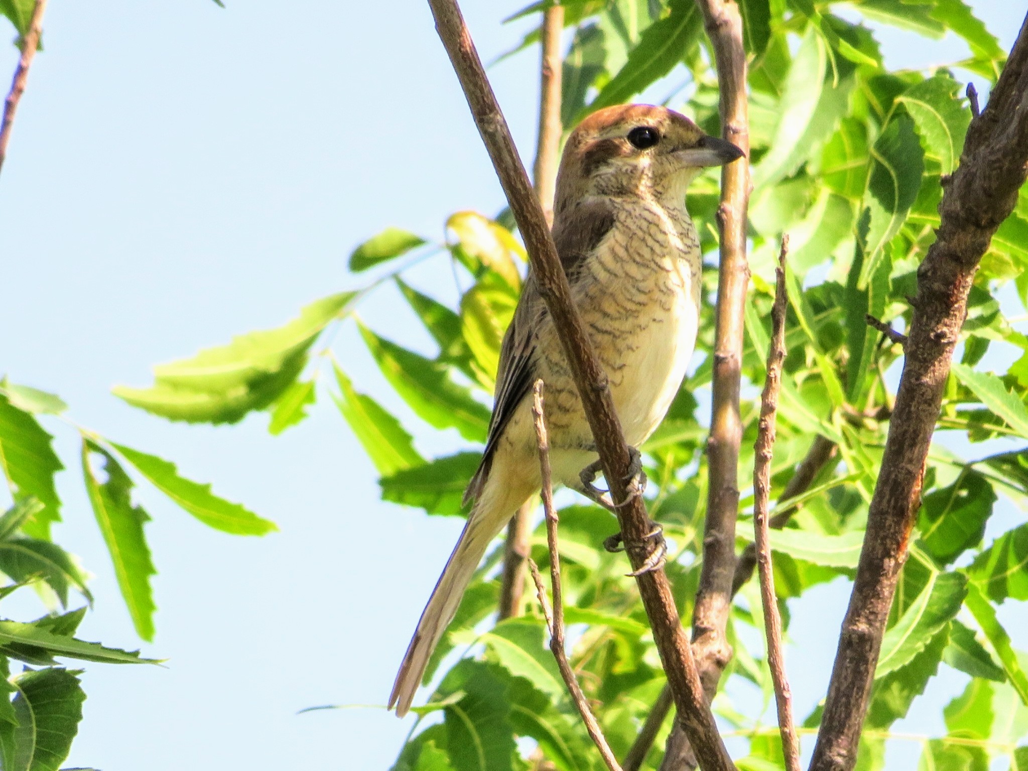 Brown Shrike