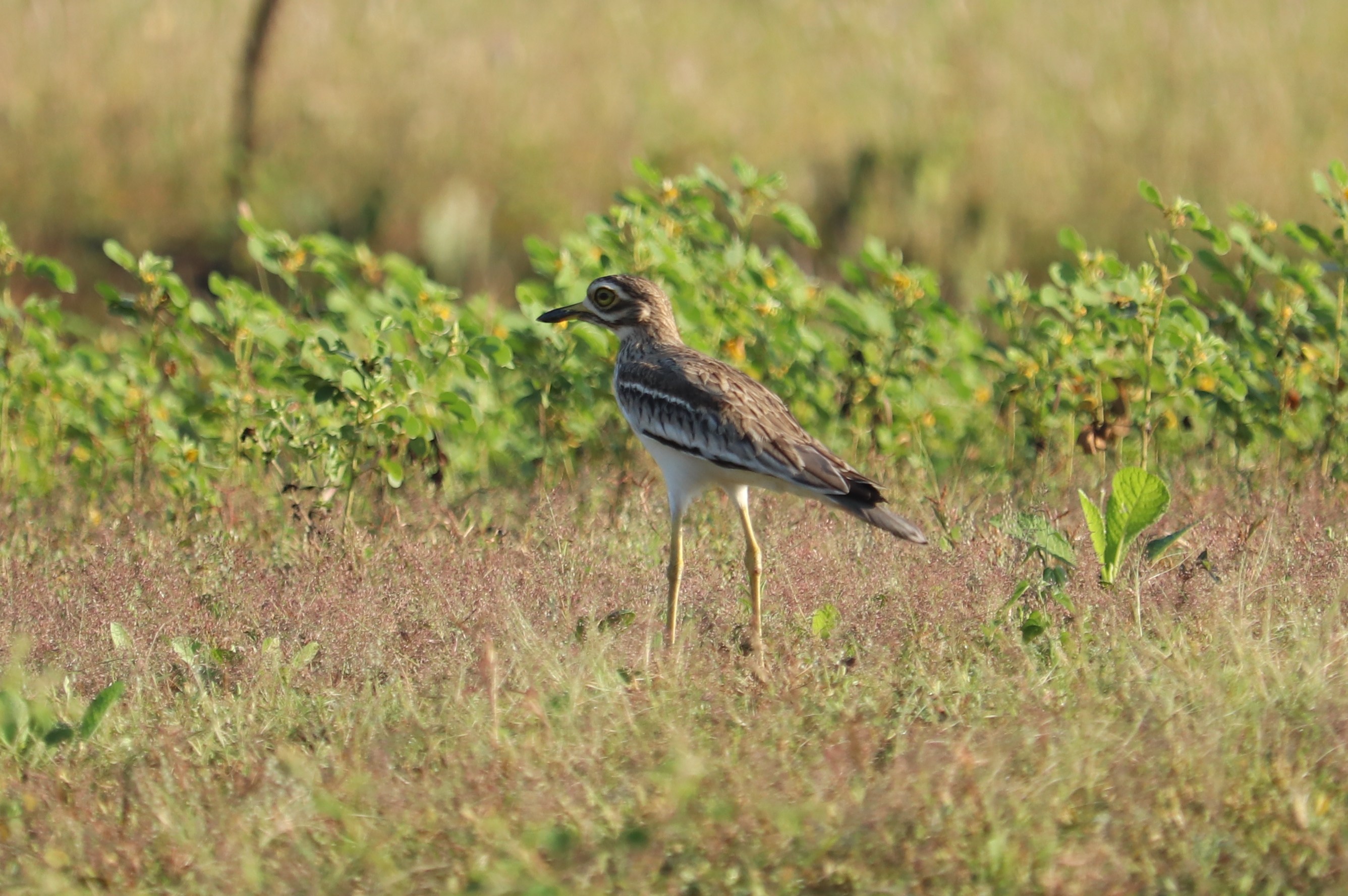 Indian Thick-knee