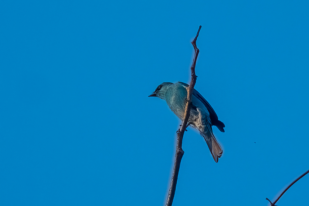 Verditer Flycatcher