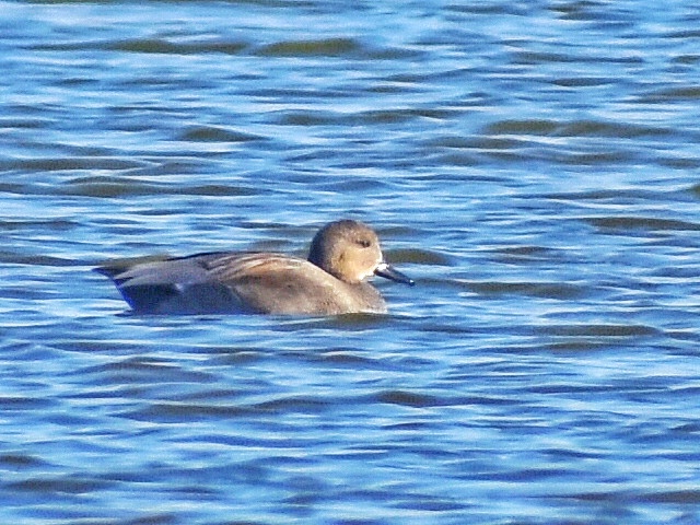 Gadwall