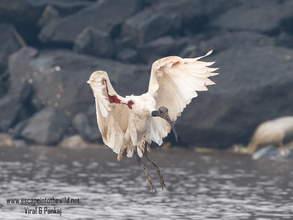 Black-headed Ibis