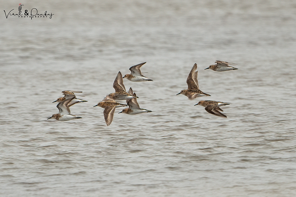 Little Stint