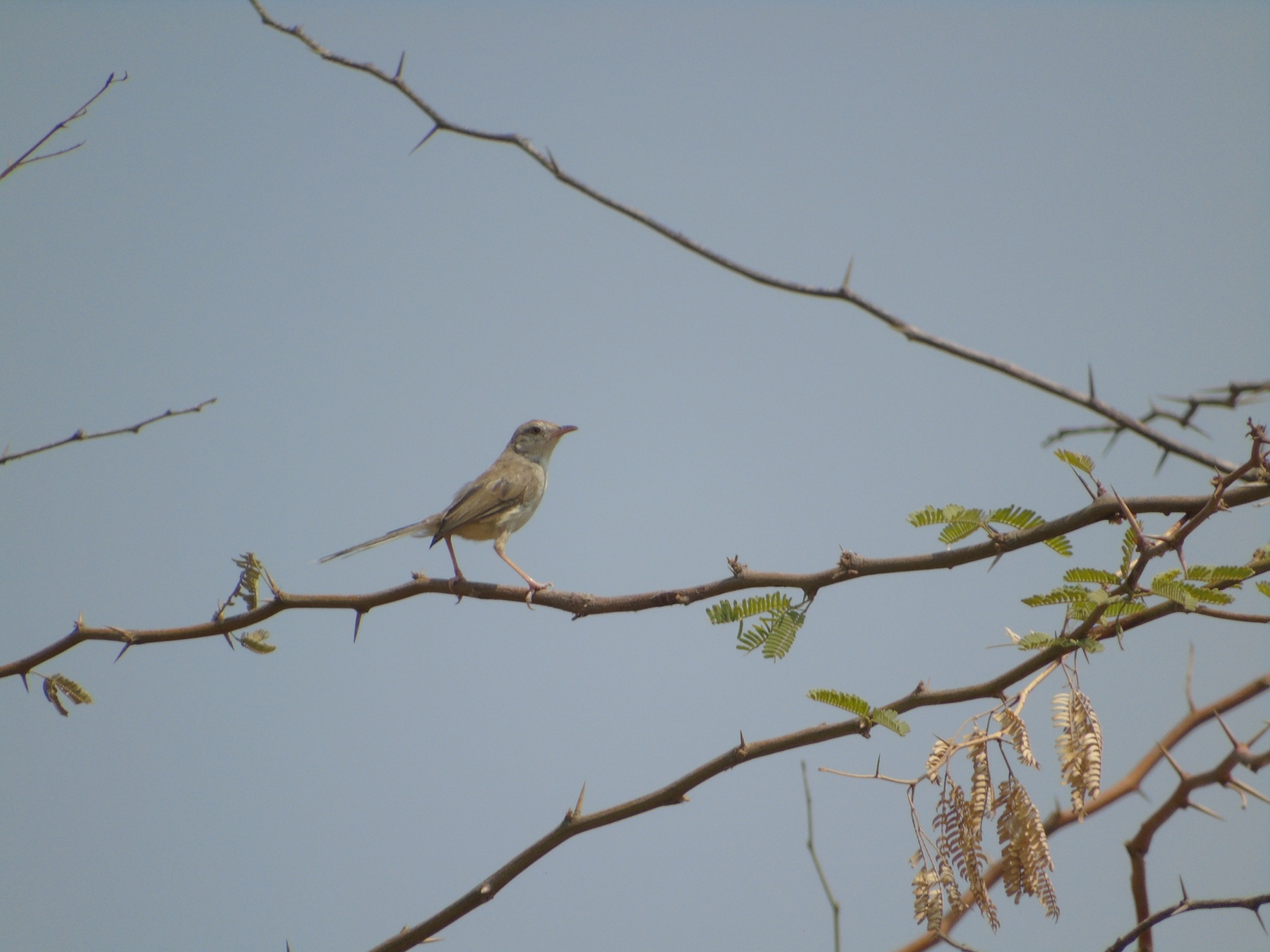 Rufous-fronted Prinia