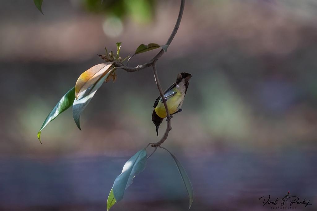 Purple-rumped Sunbird