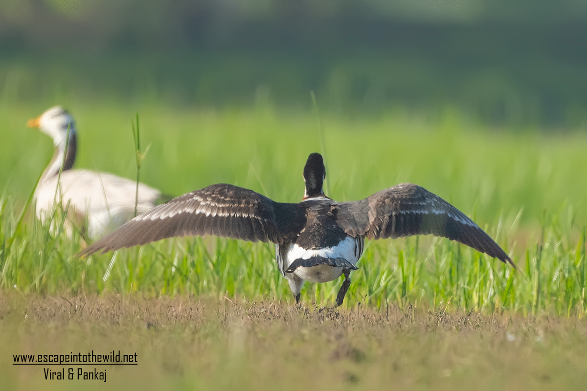 Red-breasted Goose