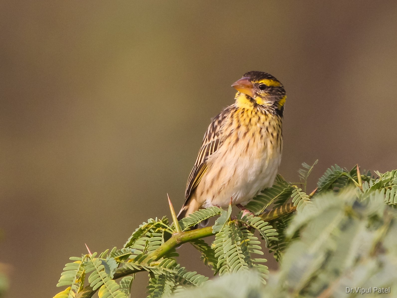 Streaked Weaver