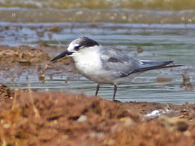 Little Tern
