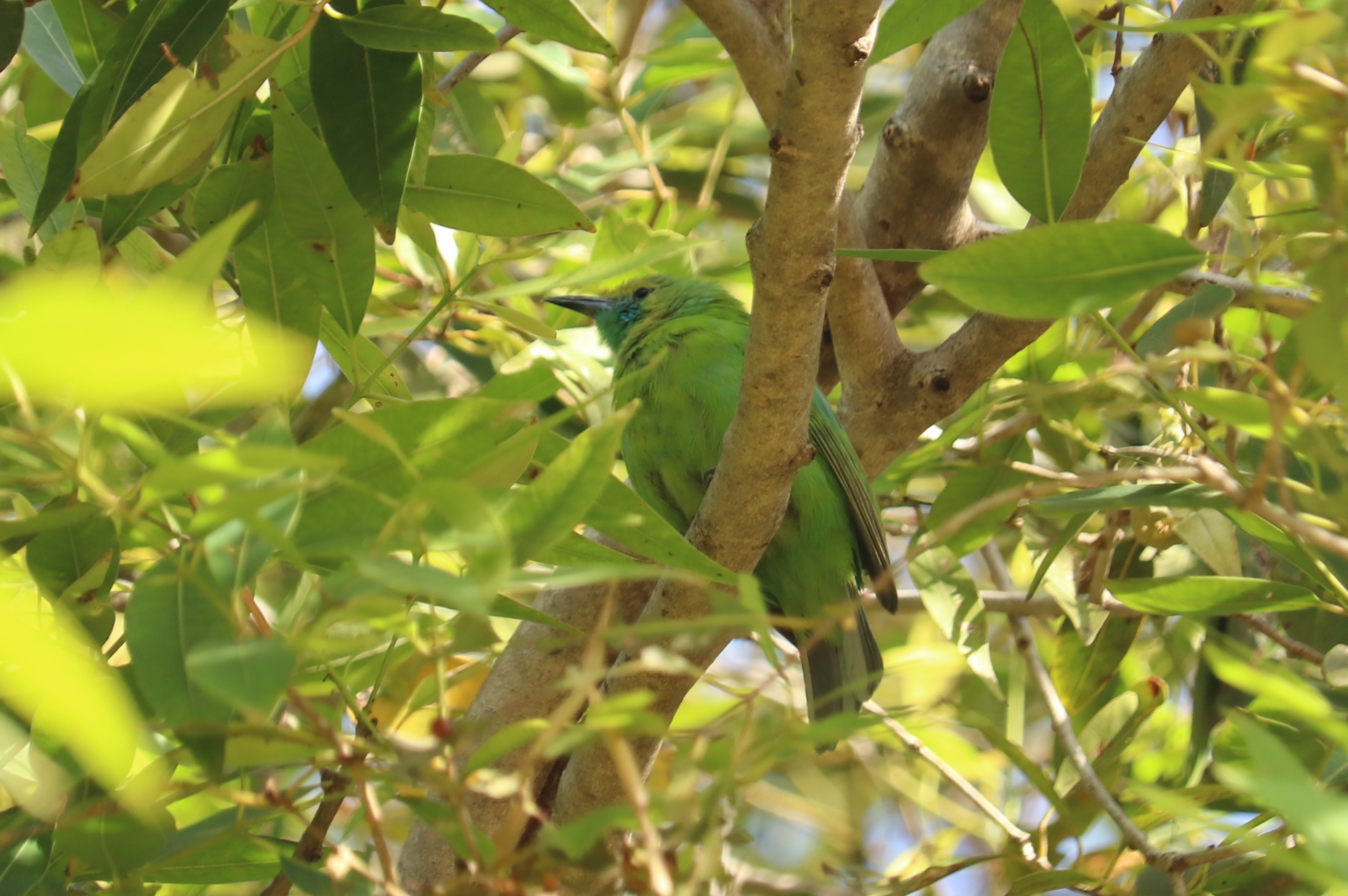 Jerdon's Leafbird