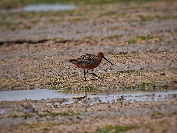 Bar-tailed Godwit