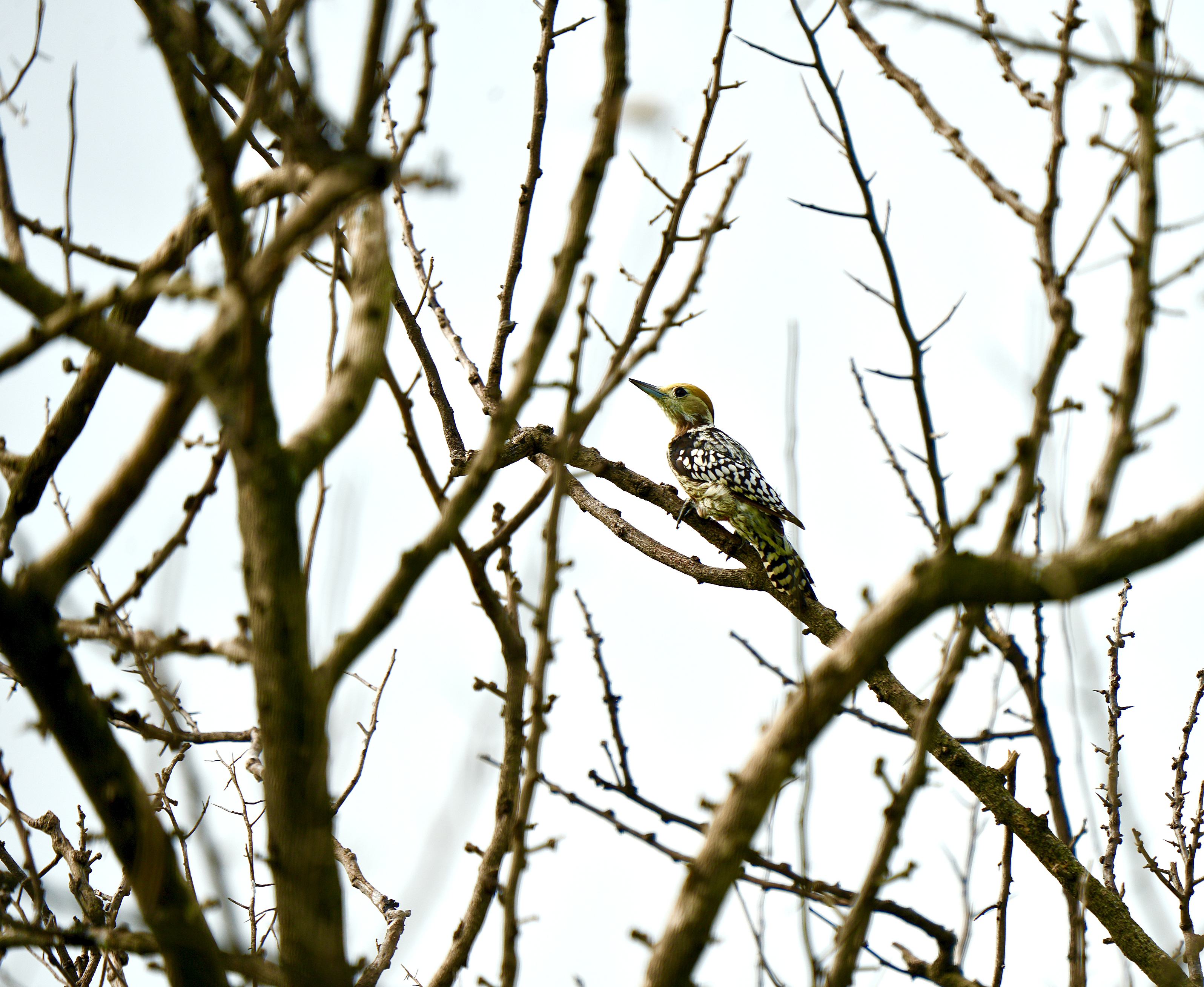 Yellow-crowned Woodpecker