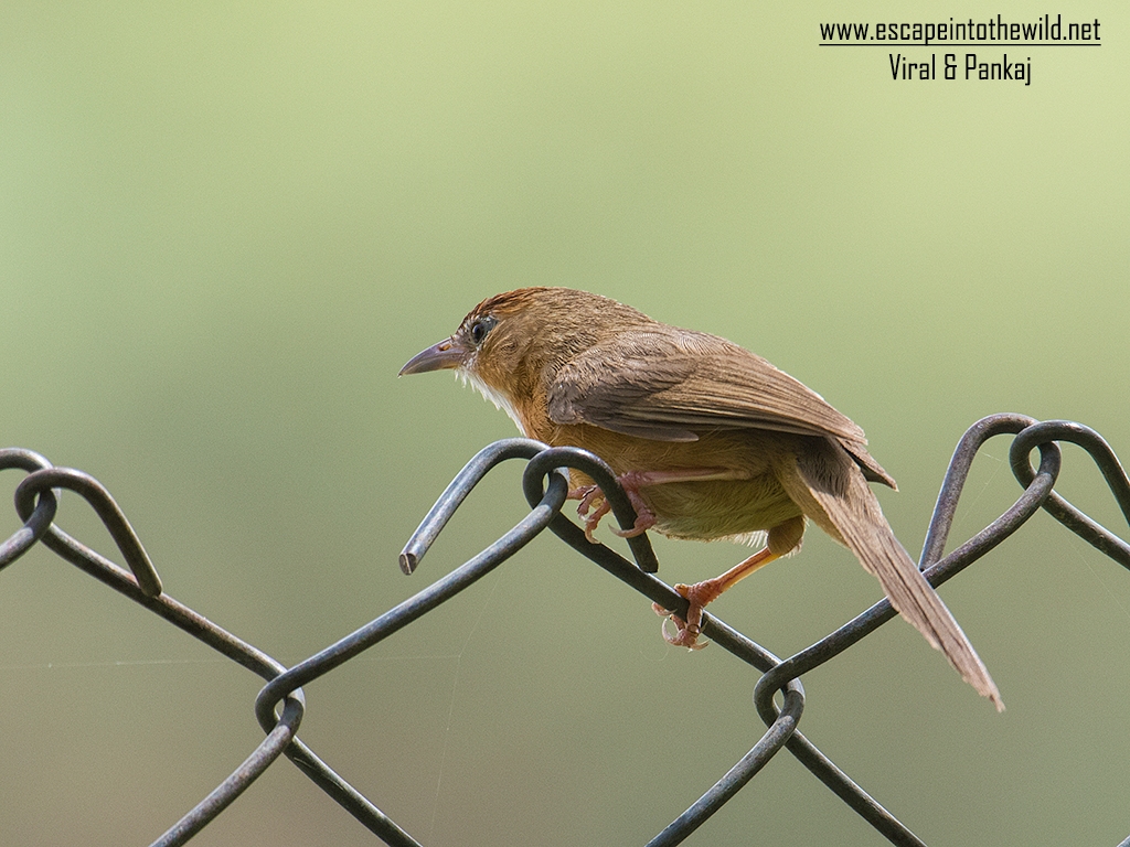 Tawny-bellied Babbler