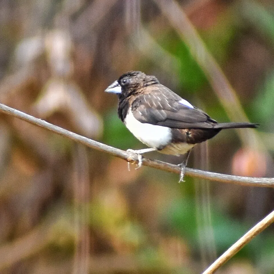 White-rumped Munia