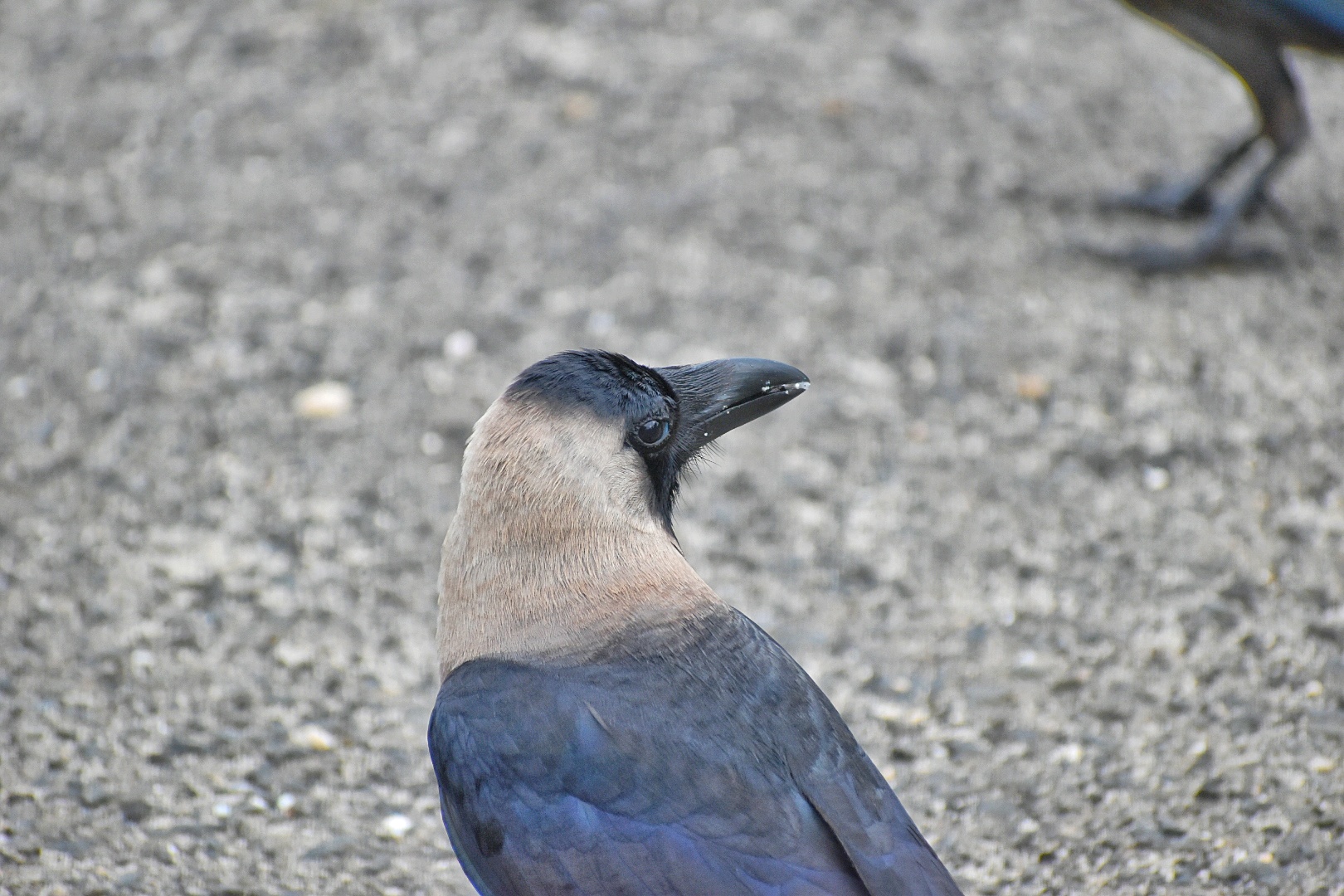 House Crow