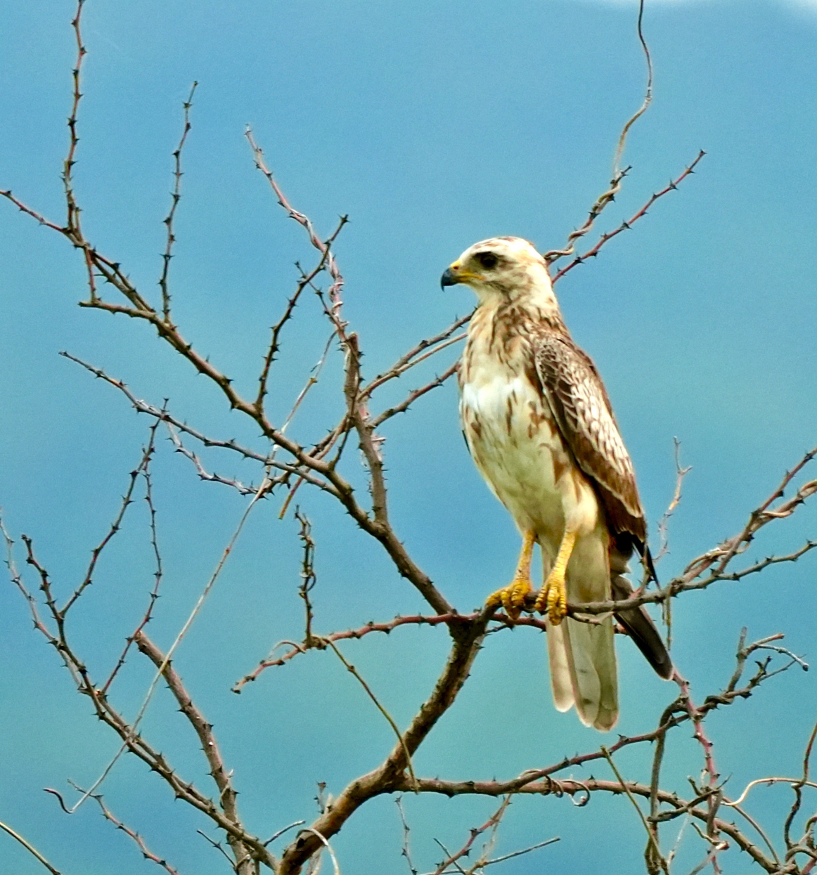White-eyed Buzzard