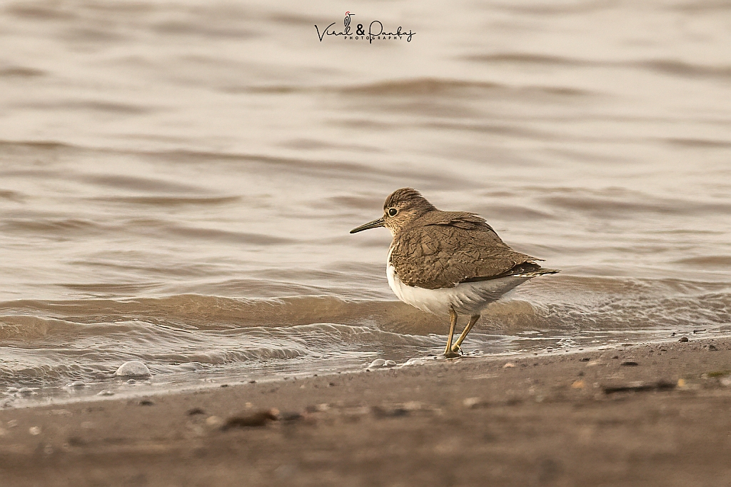 Common Sandpiper