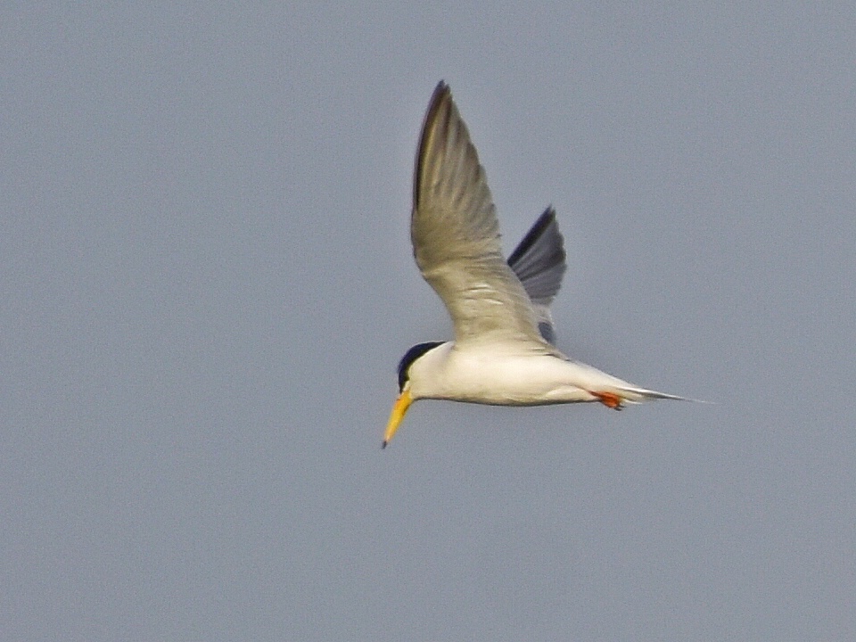 Little Tern