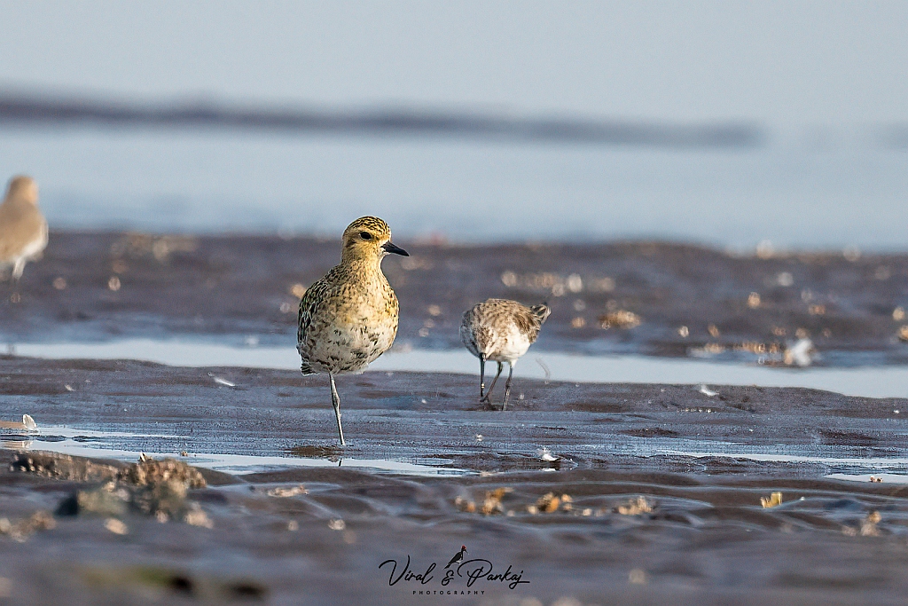 Pacific Golden Plover