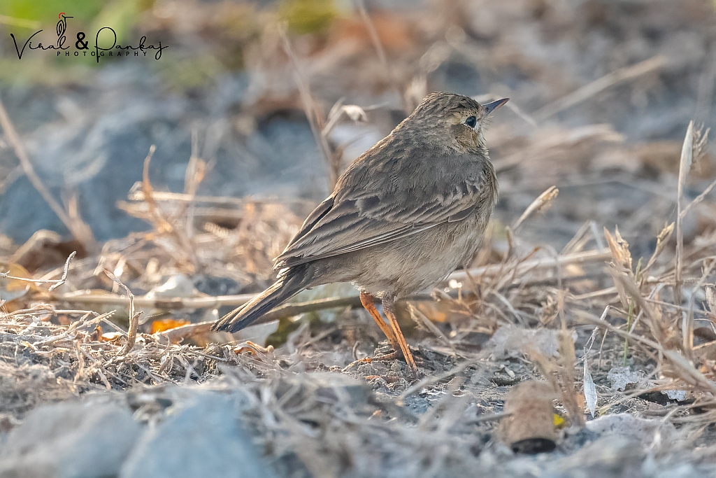 Paddyfield Pipit