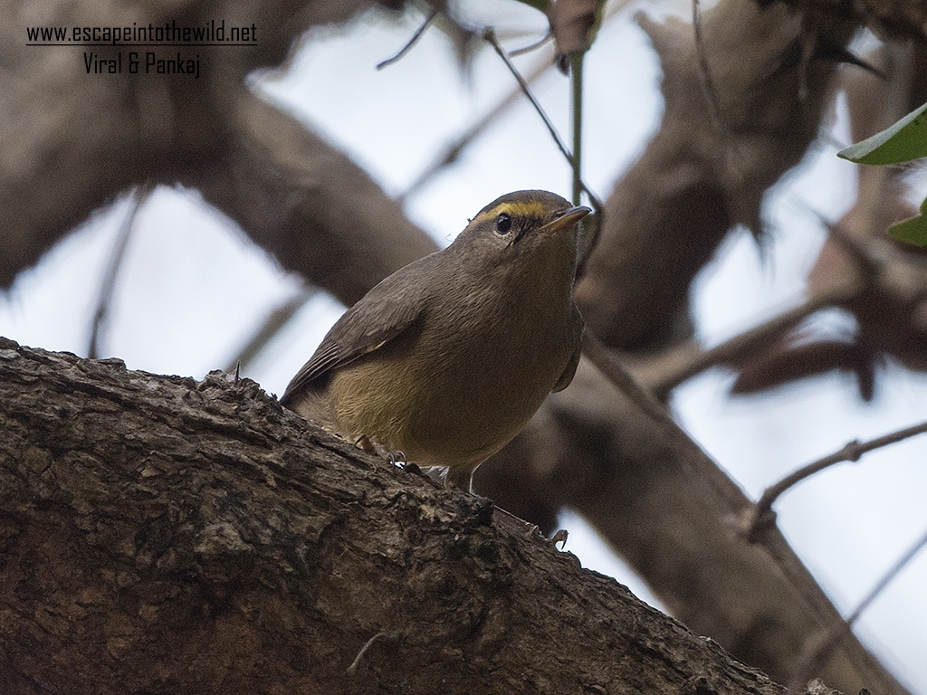 Sulphur-bellied Warbler