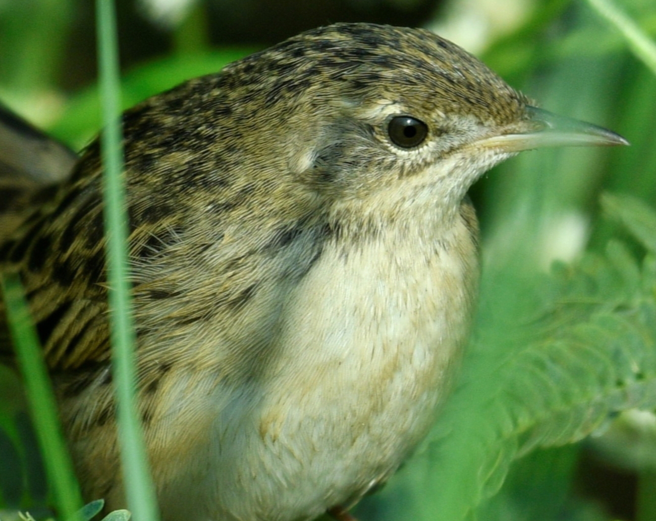Grasshopper Warbler