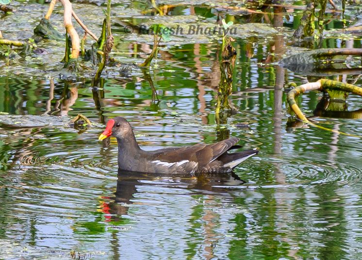 Common MoorHen