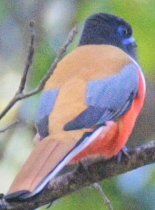 Malabar Trogon