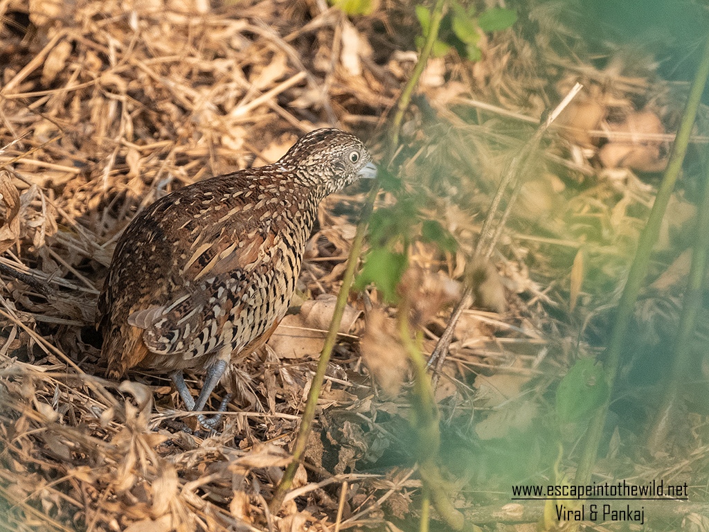 Barred Button Quail