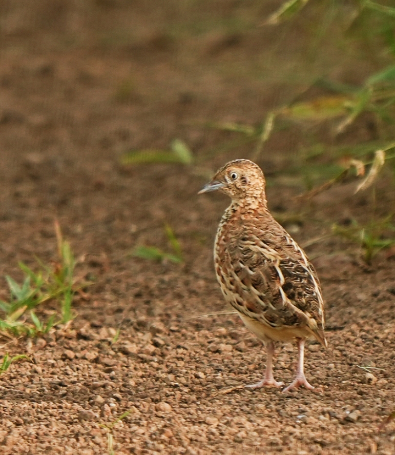 Small ButtonQuail