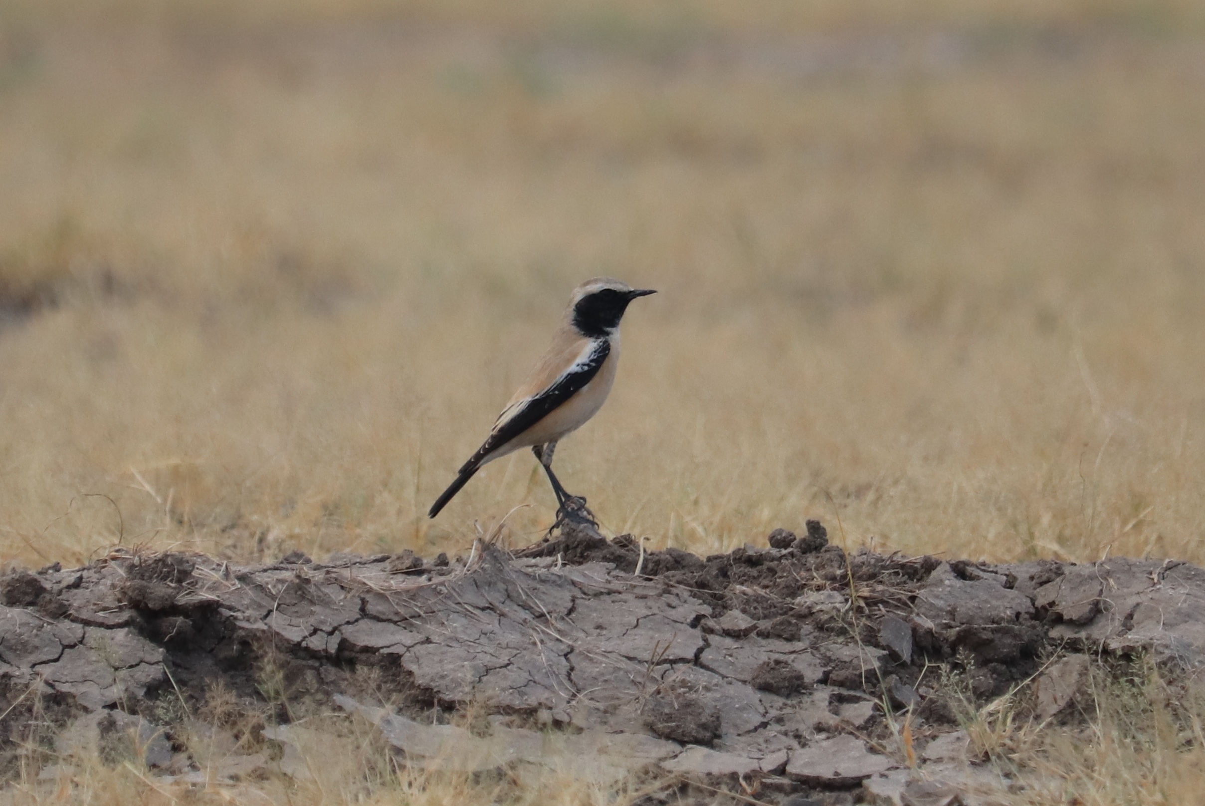 Desert Wheatear