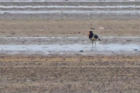 Eurasian Oystercatcher